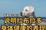 如何判断拉布拉多犬是否纯种？（教你5个技巧，轻松辨别拉布拉多犬的纯度）