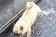 八哥犬高兴的模样（欢快、活泼、尾巴摇摆的快乐画面）