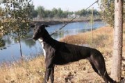格力犬（射兔子的高效性与追捕本能）
