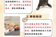 探究为何细小难治且死亡率高（揭秘细小病毒的特征和影响因素）