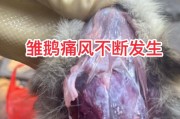 狗狗痛风需要多久使用止痛药？（狗狗痛风治疗过程中止痛药的使用时间及注意事项）
