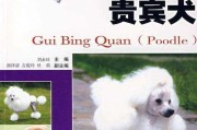 贵宾犬怀孕的一切（贵宾犬怀孕的周期、症状和护理）