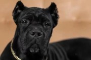 卡斯罗犬的特点（探索卡斯罗犬的魅力及适合养宠者的特质）