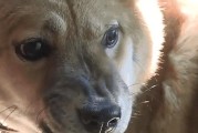 狗疯症状（了解狗疯后如何保护自己和爱宠）