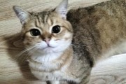 以心血来潮，探索神秘海洋中的章鱼奇观（探索章鱼的神秘世界，解读其独特的智慧与生活方式）