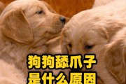 狗狗舔屁屁的原因与意义（深入探讨狗狗舔屁屁的行为以及可能的原因）