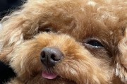 迷人的泰迪之梦（探索泰迪爱睡觉的原因，了解它们的睡眠需求）