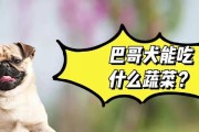 大型犬快速生长的饮食需求（为你的大型犬提供适宜的营养，助其快速成长）