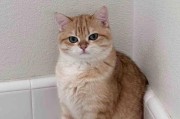 探究猫竖着尾巴叫的含义（猫尾巴竖起来时的情绪与意图）