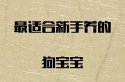 养泰迪的经验分享（掌握养泰迪的要点，让你的宠物生活更加愉快）