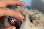 狗狗牙齿疾病大揭秘（常见牙齿疾病及预防措施）