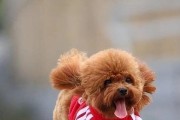 探讨比泰迪更安静的小狗品种（寻找比泰迪更适合安静生活的小狗伴侣）