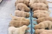 金毛幼犬的饮食需求及喂养建议（如何科学喂养金毛幼犬）
