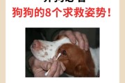 《宝贝狗狗的全年养护指南》（从0到12个月，给新手养狗的完美指南）