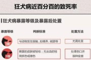 金毛患狂犬病潜伏期有多长？（探寻金毛感染狂犬病的关键时刻）