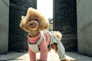 探秘贵宾犬世界中最贵的毛色（揭秘引领时尚潮流的稀有外貌）