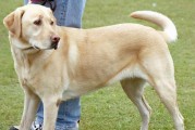 拉布拉多犬的特征与魅力（了解这个友善聪明的家庭伙伴）