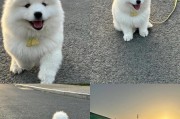 以萨摩耶多久繁殖？（了解萨摩耶的繁殖周期和需求）
