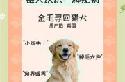 小金毛剪毛需多久方能康复？（了解康复期限及护理方法，让你的宠物重新焕发光彩）