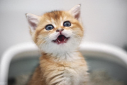小猫窝咳的5大常见原因，90%主人都踩过！