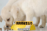 狗狗便秘怎么办？别急，这就来给你支支招