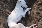 狗死后的症状及应对方式（如何判断狗死后的症状及正确应对）