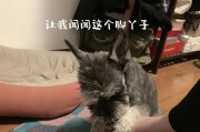 梦见狗挠脚的意义解析（揭秘梦中狗挠脚的隐含寓意与象征）