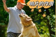 小狗训练的关键时机（合适的时机让小狗成为听话乖宠）
