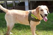 如何训练拉布拉多犬进行搜索任务？（以宠物为主，用科学的方法训练拉布拉多犬，让它成为专业的搜索犬）