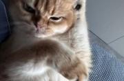 人睡觉时猫在干什么（揭秘猫咪睡觉时间的奥秘）