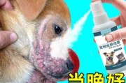 狗的真菌感染（探究狗真菌感染的原因，了解预防与治疗方法）