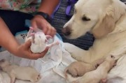 狗狗生了宝宝，如何科学喂养？（为你的母犬和幼犬提供均衡营养是关键）