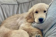 金毛犬与适合它配对的狗种（金毛犬的最佳搭档及配对时间）