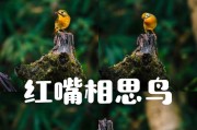 相思鸟的魅力与特性（探索相思鸟的生活习性及保护措施）