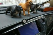 斗牛犬配种后四十天的表现（配种后的斗牛犬健康和行为变化）