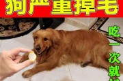 白色狗狗拉稀应该吃什么药物？（解决白色狗狗拉稀的有效药物推荐与使用方法）