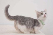 猫咪翘着尾巴不只是卖萌？猫咪翘着尾巴是想传达什么信息？
