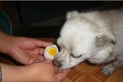 如何正确喂养金毛幼犬（金毛幼犬的饮食需求与营养搭配技巧）