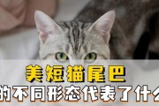 猫为什么坐着摇尾巴？（探索猫咪摇尾巴的奥秘）