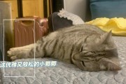 如何正确喂养美短猫（了解美短猫的饮食需求，打造健康饮食计划）