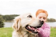 金毛犬用药注意事项（宠物养护必知，让金毛更健康）
