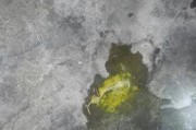 狗狗翻肠子的反应与健康问题剖析（探究狗狗翻肠子的原因及可能带来的健康隐患）