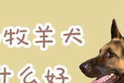 让你的德国牧羊犬肌肉更加强健（以宠物为主，让你的爱犬成为健康的宠物）