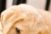 狗狗吃饭原来这么有讲究！你家狗狗的饭量喂对了吗？