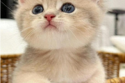 新手养猫必看：猫咪一天到底吃多少猫粮合适？