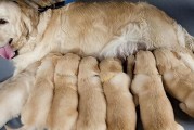 狗狗怀孕会哪些征兆？狗狗怀孕后要如何照顾它们呢？