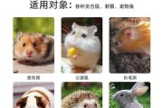 龙猫垫料选择指南（优质垫料为龙猫提供舒适环境）