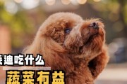 泰迪宝宝的健康成长秘诀（为您解析泰迪宝宝最佳饮食安排及注意事项）