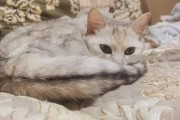 猫鼻子为什么老黑（探究猫鼻子为什么具有黑色）