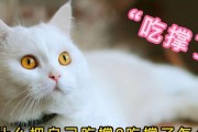 猫突然大量进食的原因（探索猫咪食欲异常背后的奥秘）